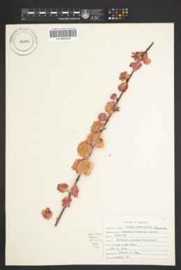 Image of Prunus campanulata