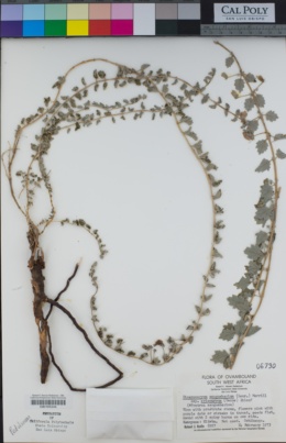 Image of Dicerocaryum eriocarpum