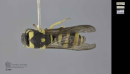 Image of Stenodynerus cochisensis