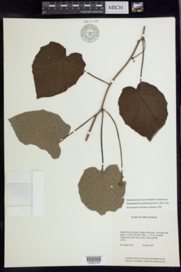 Stigmaphyllon palmatum image