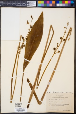 Image of Sagittaria falcata