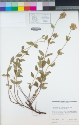 Monardella odoratissima image