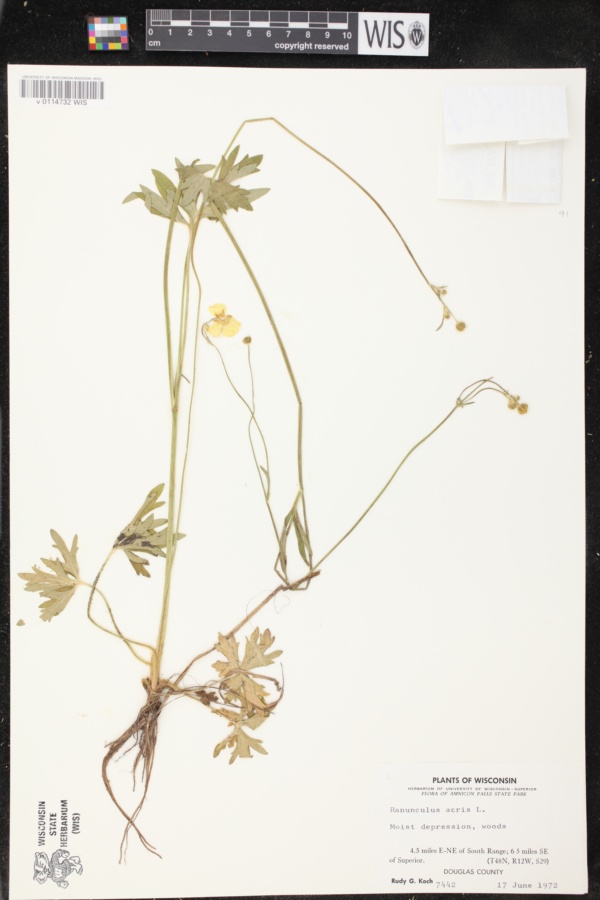 Ranunculus acris image