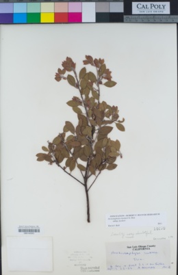 Arctostaphylos hookeri subsp. hookeri image