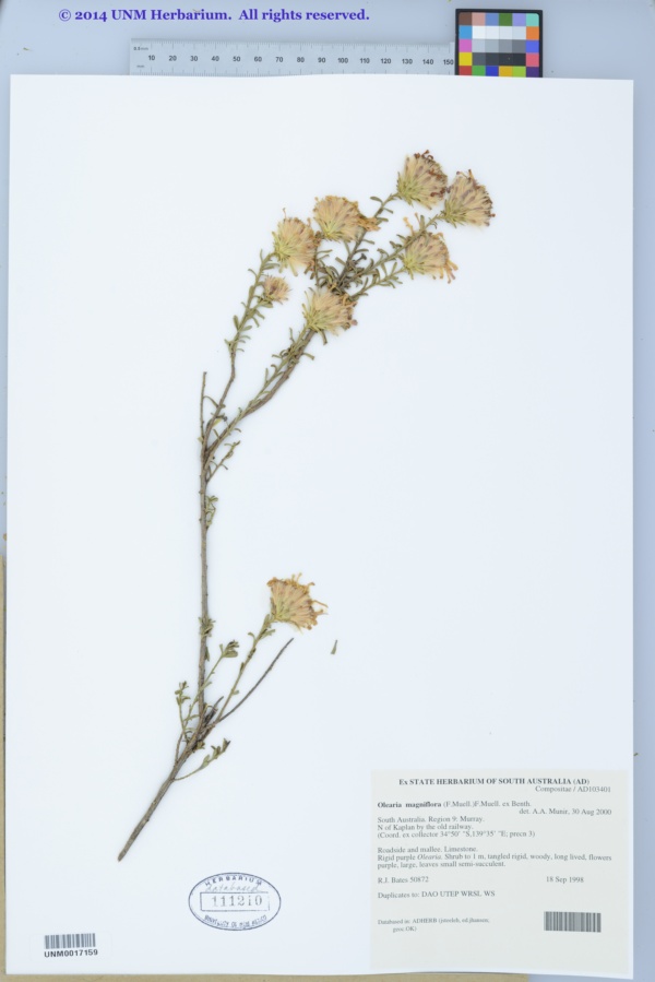 Olearia magniflora image