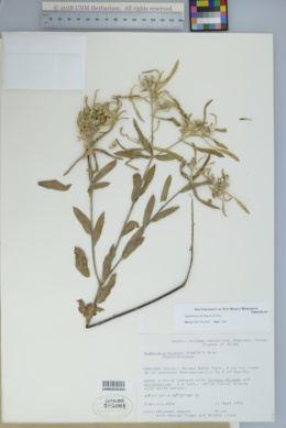 Image of Euphorbia bicolor