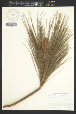 Pinus yunnanensis image