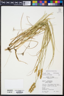 Image of Carex fissa