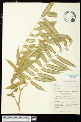 Image of Angiopteris lygodiifolia