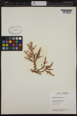 Laurencia spectabilis image