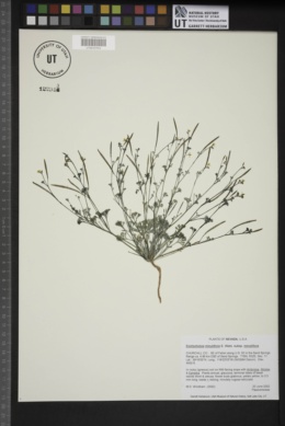 Eschscholzia minutiflora var. minutiflora image