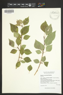 Populus x acuminata image