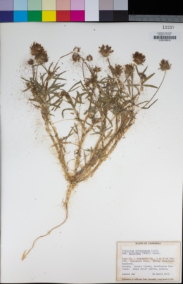 Trifolium willdenovii image