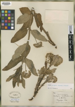 Image of Asclepias constricta