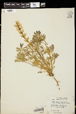 Lupinus densiflorus var. lacteus image