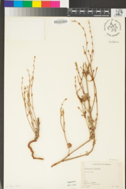 Eriogonum roseum image