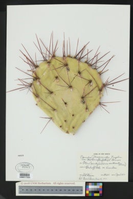 Opuntia phaeacantha var. wootonii image