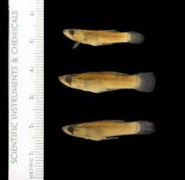 Gambusia affinis image
