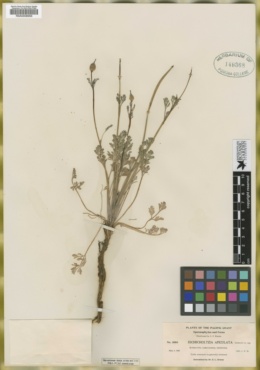 Eschscholzia apiculata image