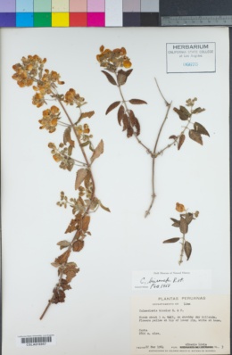 Image of Calceolaria bicolor