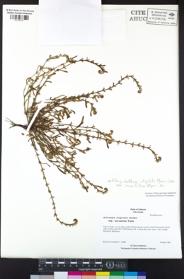 Plagiobothrys stipitatus image