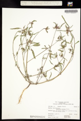 Image of Euphorbia herronii