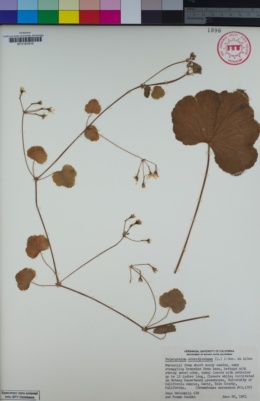 Image of Pelargonium odoratissimum