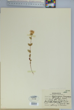 Hypericum scouleri subsp. scouleri image