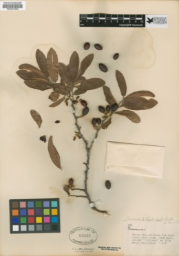 Casearia dolichophylla image