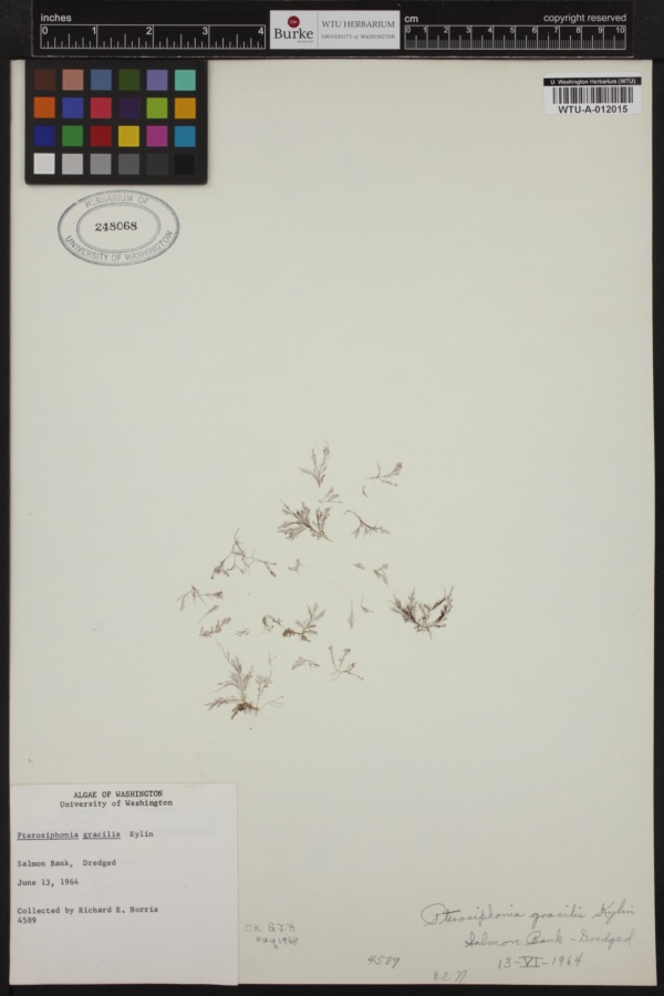 Pterosiphonia gracilis image