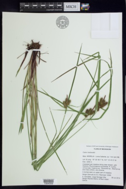 Carex rzedowskii image