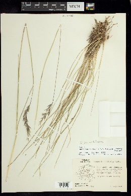 Danthonia filifolia image