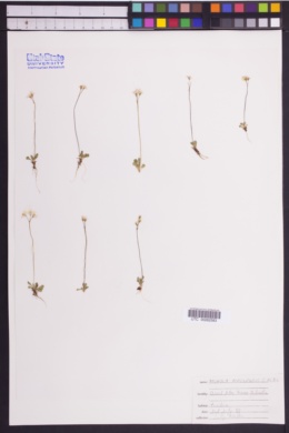 Image of Primula anvilensis