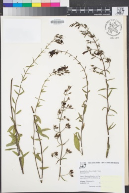 Image of Keckiella breviflora