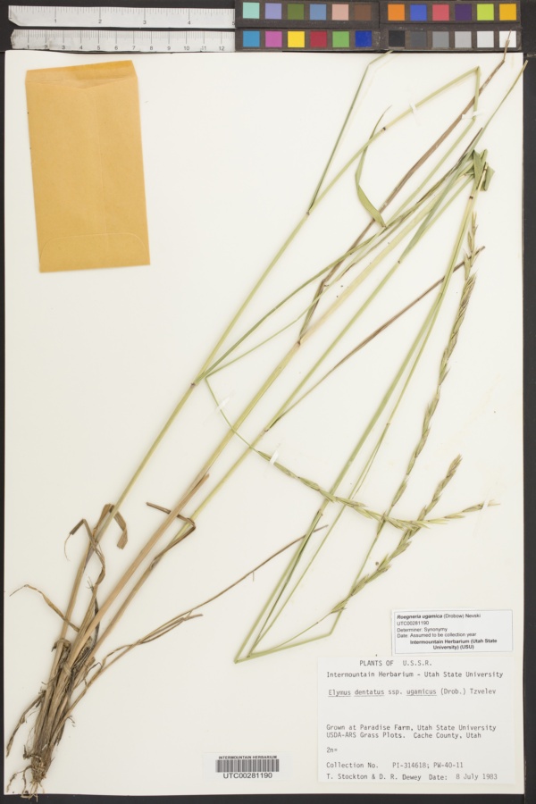 Roegneria ugamica image