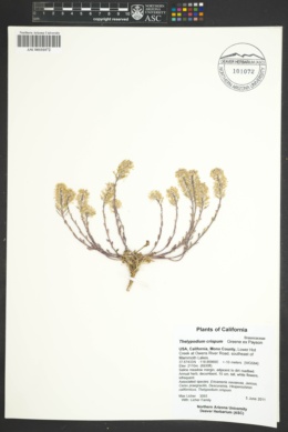 Thelypodium crispum image