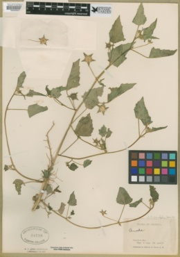 Anoda acerifolia image