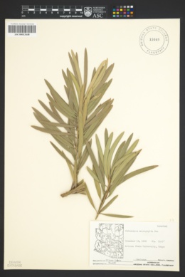 Image of Podocarpus macrophylla