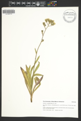 Image of Hieracium cynoglossoides