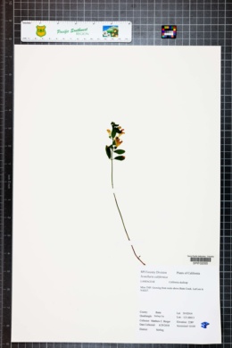 Image of Scutellaria californica