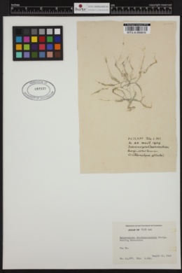 Ulva chaetomorphoides image