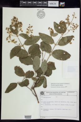 Thryallis longifolia image