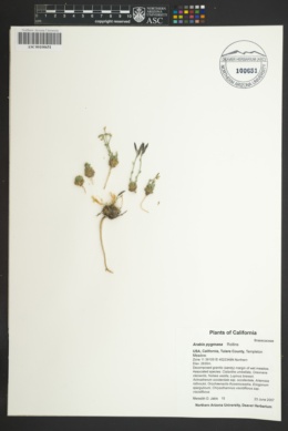 Image of Arabis pygmaea