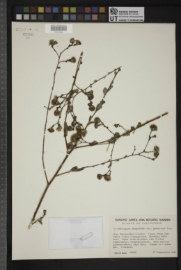 Corethrogyne filaginifolia var. pinetorum image