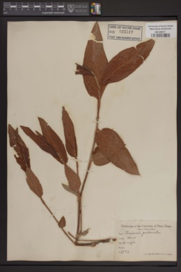 Persicaria pratincola image