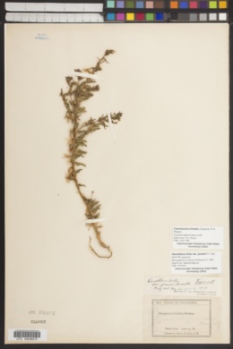 Oenothera micrantha var. jonesii image