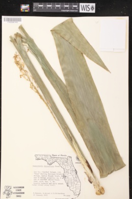 Image of Sansevieria thyrsiflora