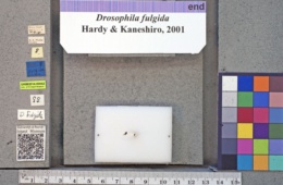 Drosophila fulgida image