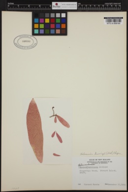 Webervanbossea tasmanensis image