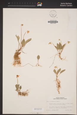 Viola primulifolia subsp. occidentalis image